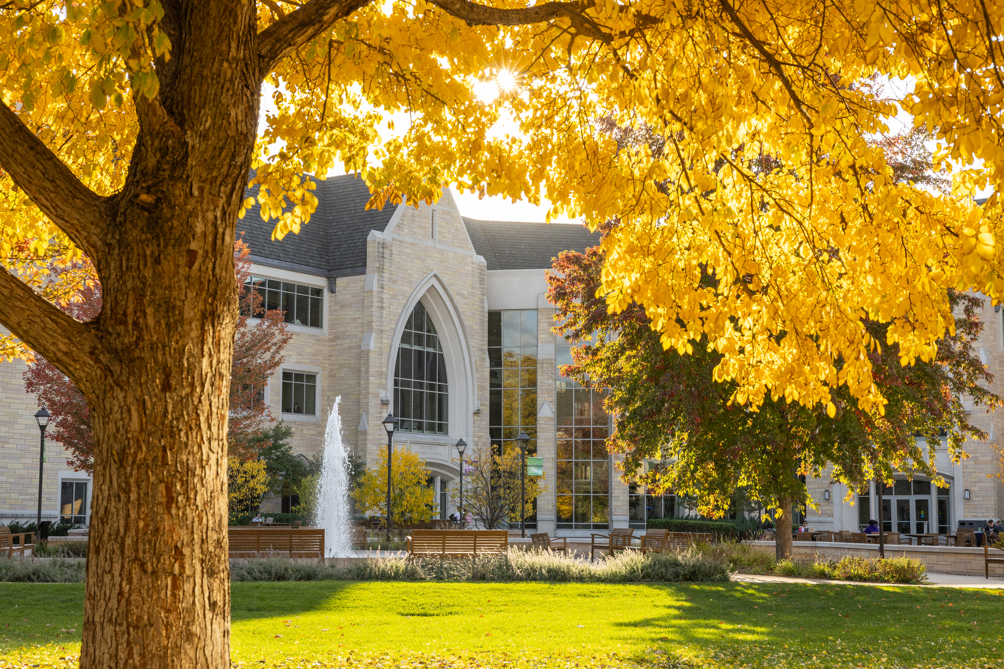 Trees with vivid colorful leaves across the St. Paul campus on a beautiful fall day