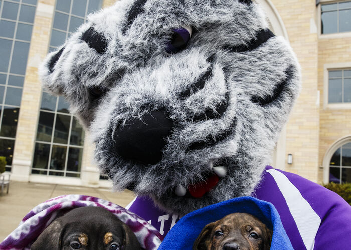 The Tommie tiger mascot holding two puppies each wrapped in a blanket.
